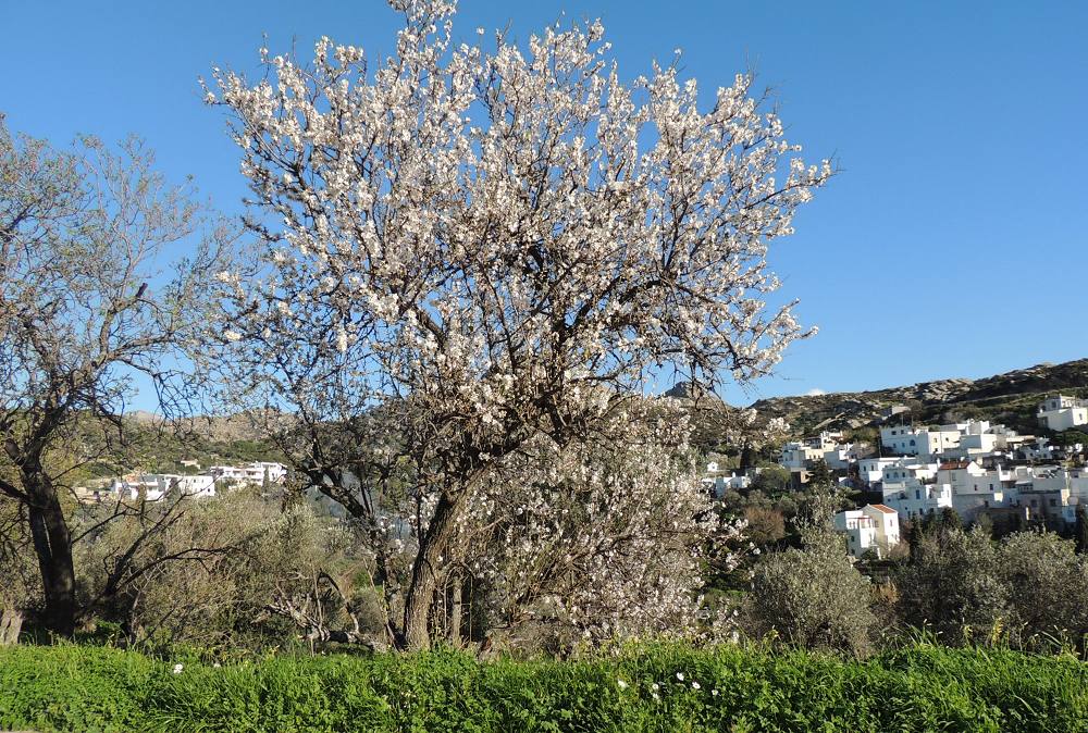 Galini Village in Naxos